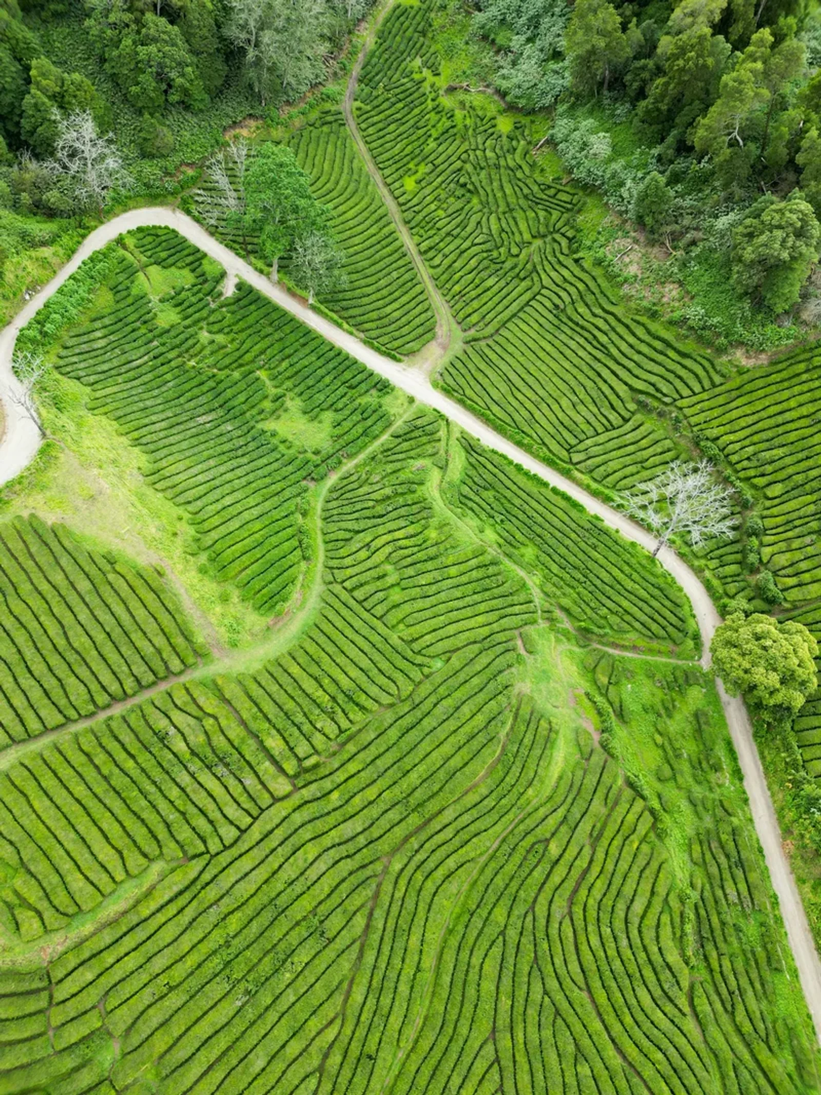 Plantation